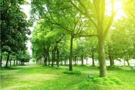 Areas verdes cima park